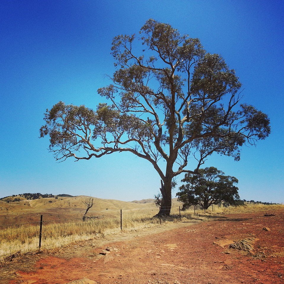 An old gumtree in the Australian outback | Shutterbug